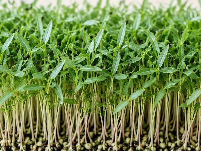 Black Gram microgreens
