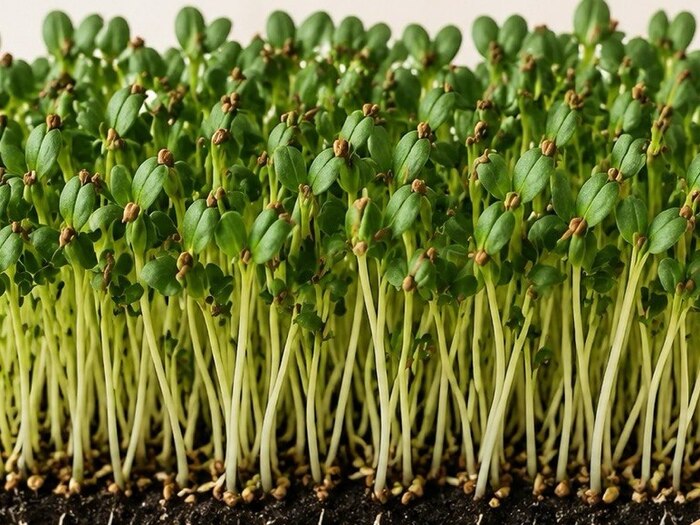Fenugreek (Methi) microgreens
