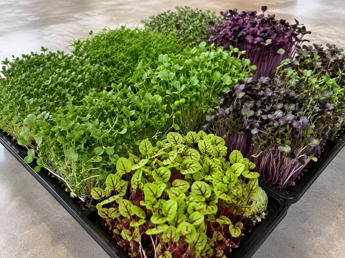 Mixed Microgreens
