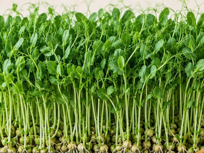 Fresh pea shoots microgreens