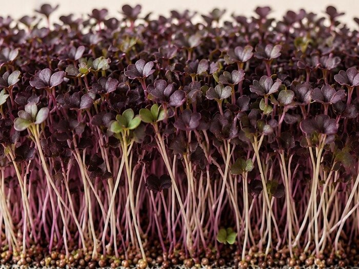 Purple Radish microgreens