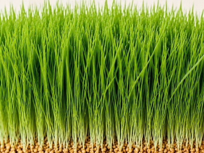 Wheatgrass microgreens