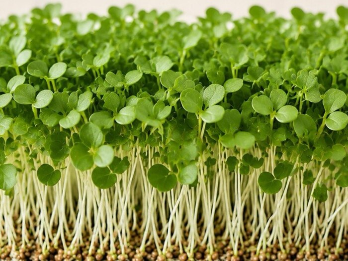 White Radish microgreens